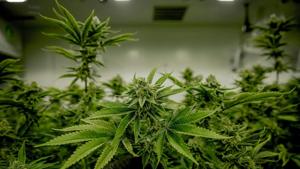 AG files suit over THC products marketed to children